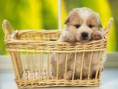 /album/galerie-photos/chiot-panier-jpg/